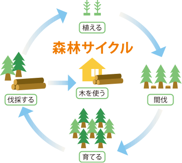 森林サイクル